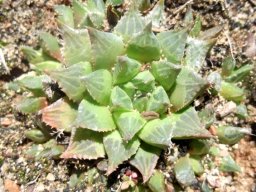 Haworthia mirabilis var. calcarea 